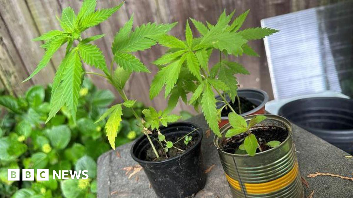 Police find 15 cannabis plants growing on Cambridgeshire plot - BBC News