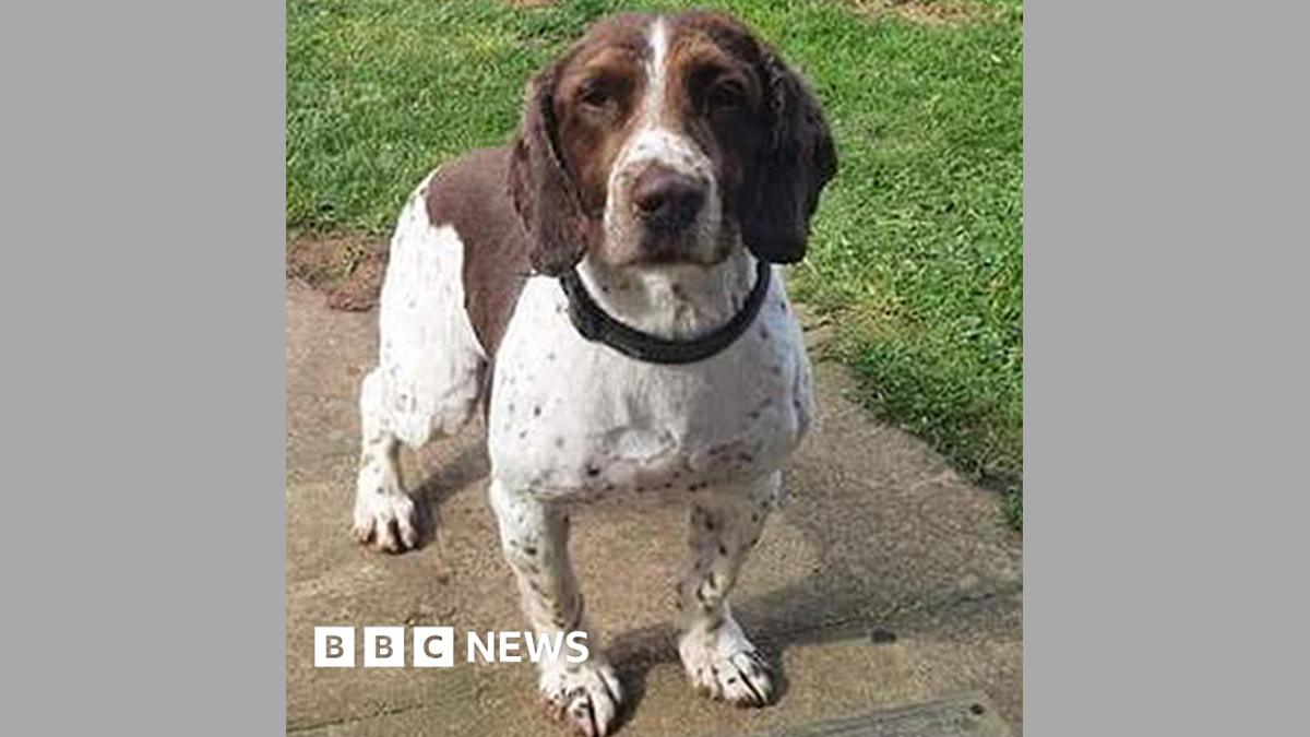 Drug dog Bailey saved by police animal charity - BBC News