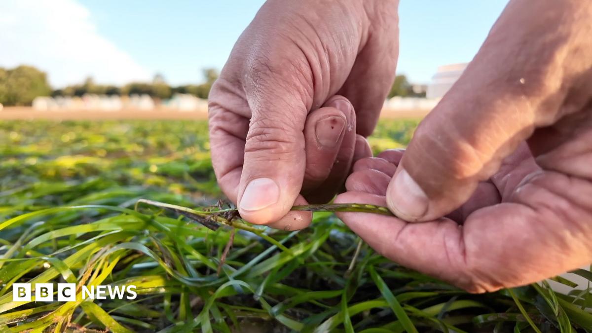 A pair of hands holds a shoot which contains three pale seeds in contrast to the dark green of the seagrass. (Ảnh: BBC News)