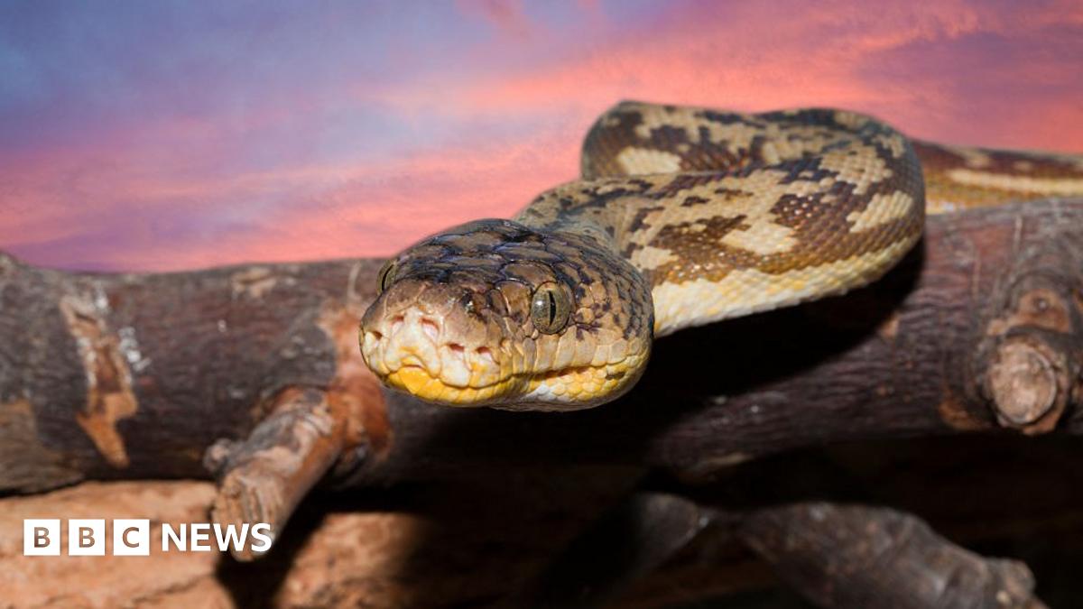 Indonesian woman's body found inside python, say reports - BBC News
