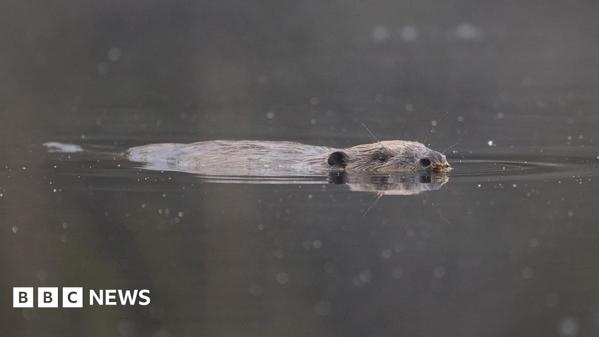 Row over illegal beaver family found near Beauly - BBC News
