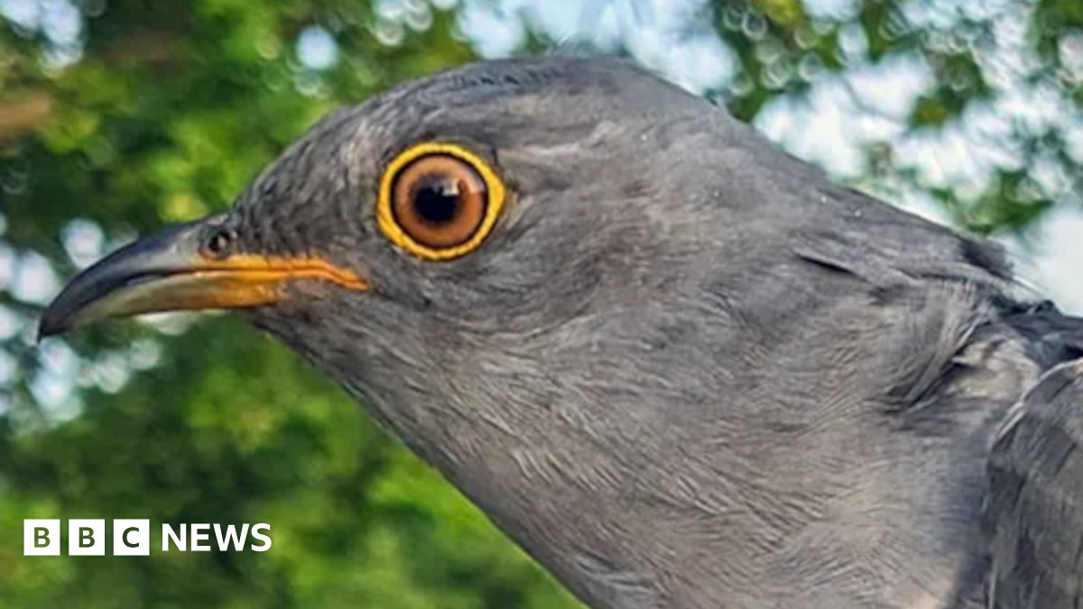 Cuckoo takes one look at Suffolk after migration and flees