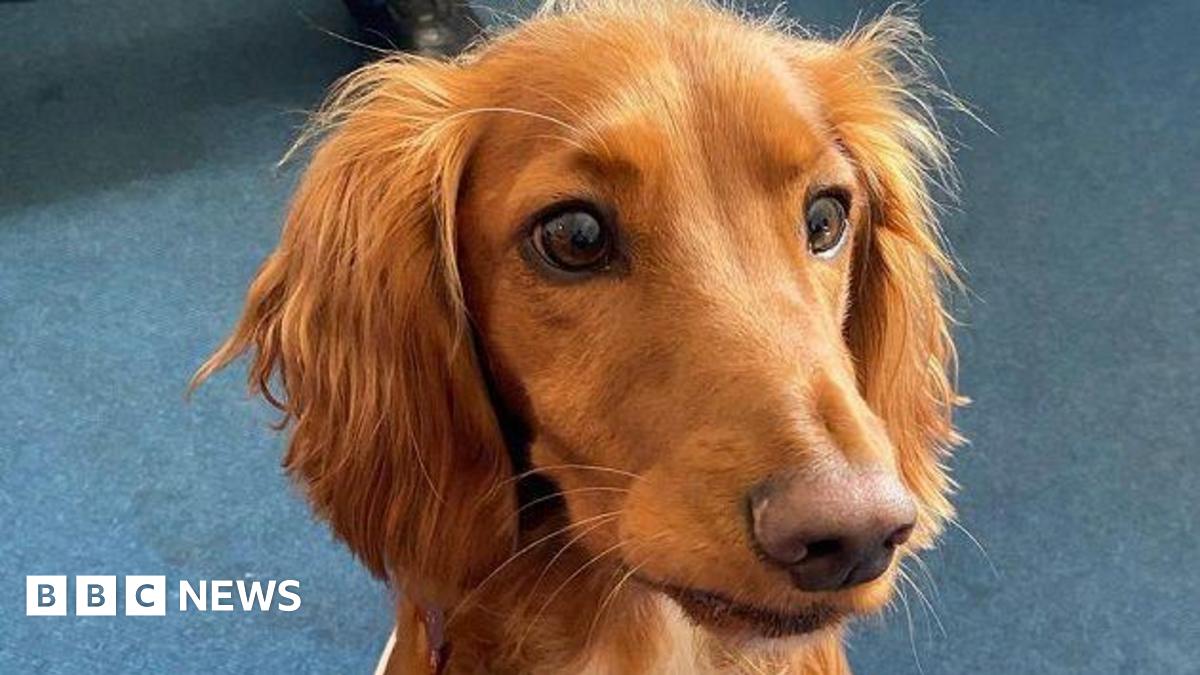 Brigade now has six newly trained wellbeing dogs
