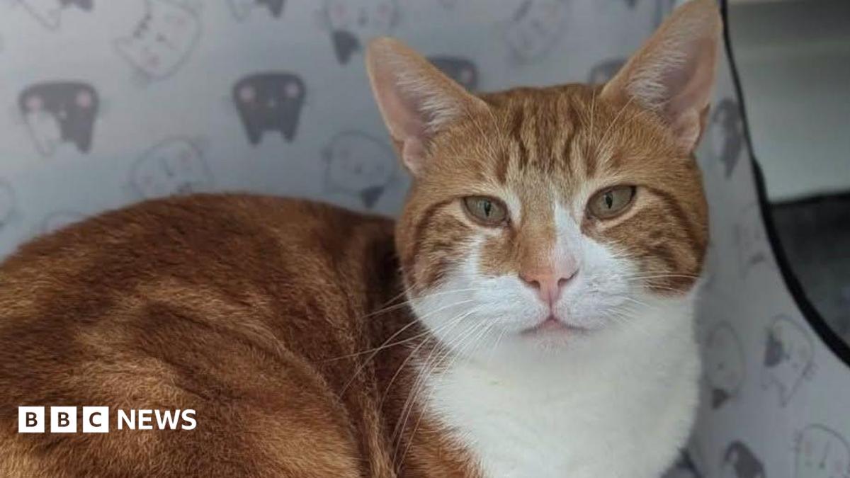 Animal ban for man who left cat limping in pain
