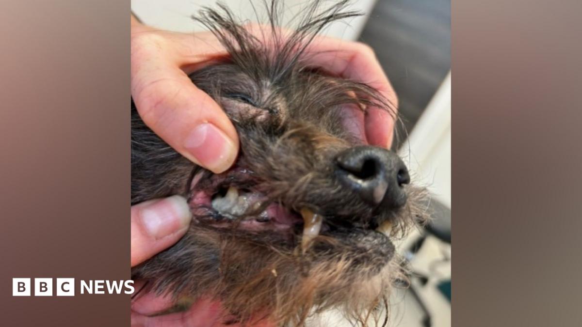 Stroud dog owners sentenced after death of starved pets