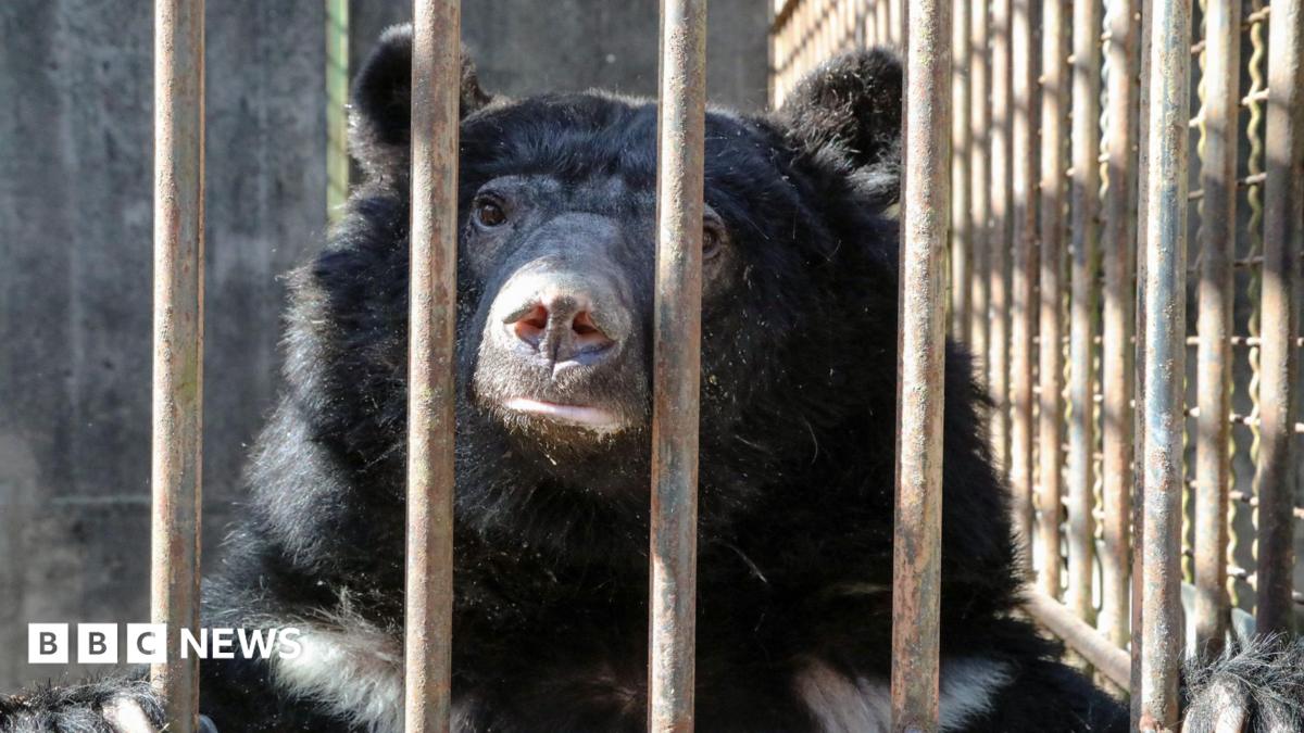 Rescued bears cleared for 5,500-mile Suffolk flight