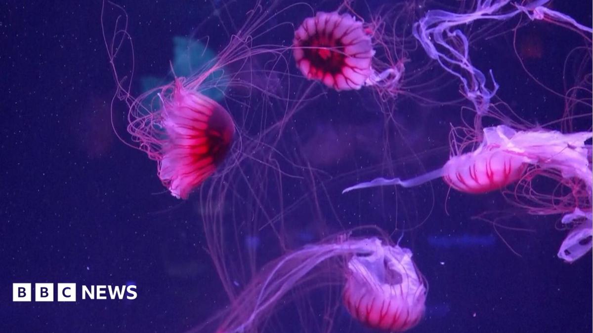 Jellyfish mesmerise in their own museum in Florida