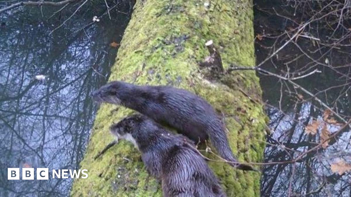 Otters spotted at Hampshire estate for first time since 1950s