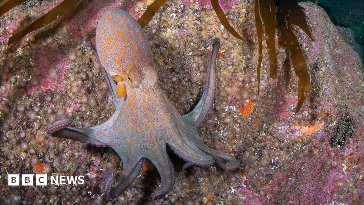 Octopus bloom may stay, Marine Biological Institute says   www.bbc.co.uk