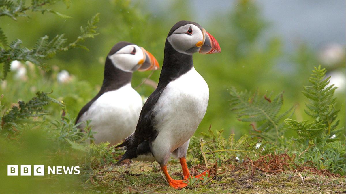 Baby puffins make uninhabited island their new home