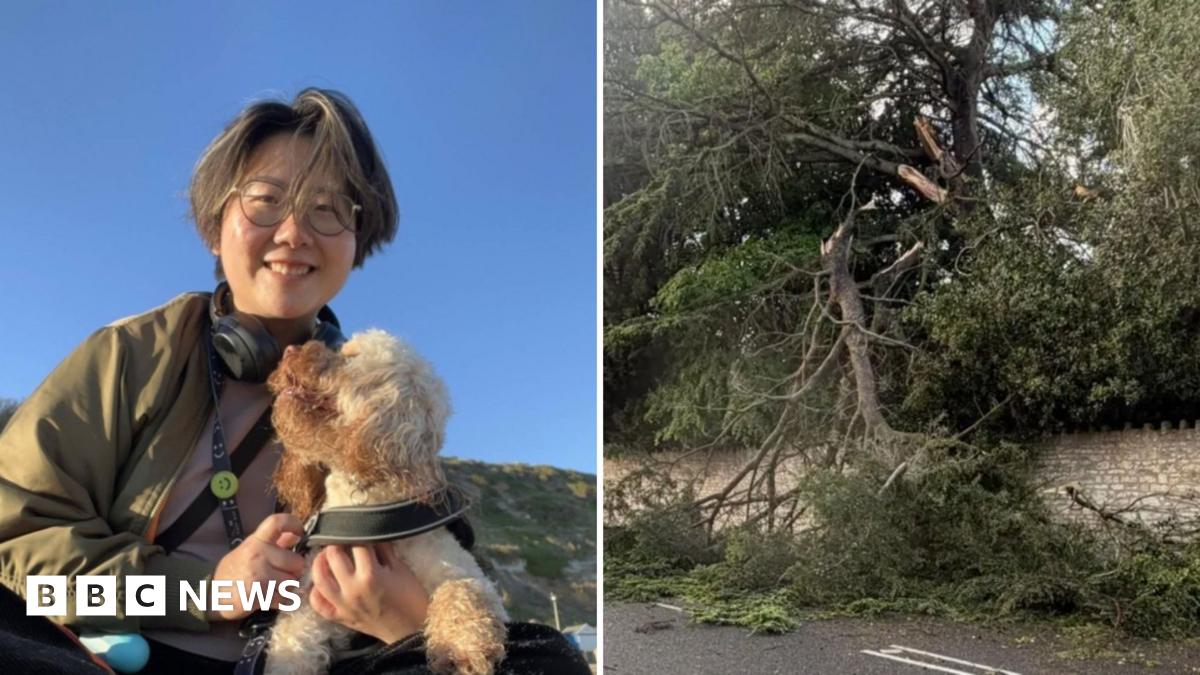 Bath dog walker heard 'crack' before near miss from falling branch