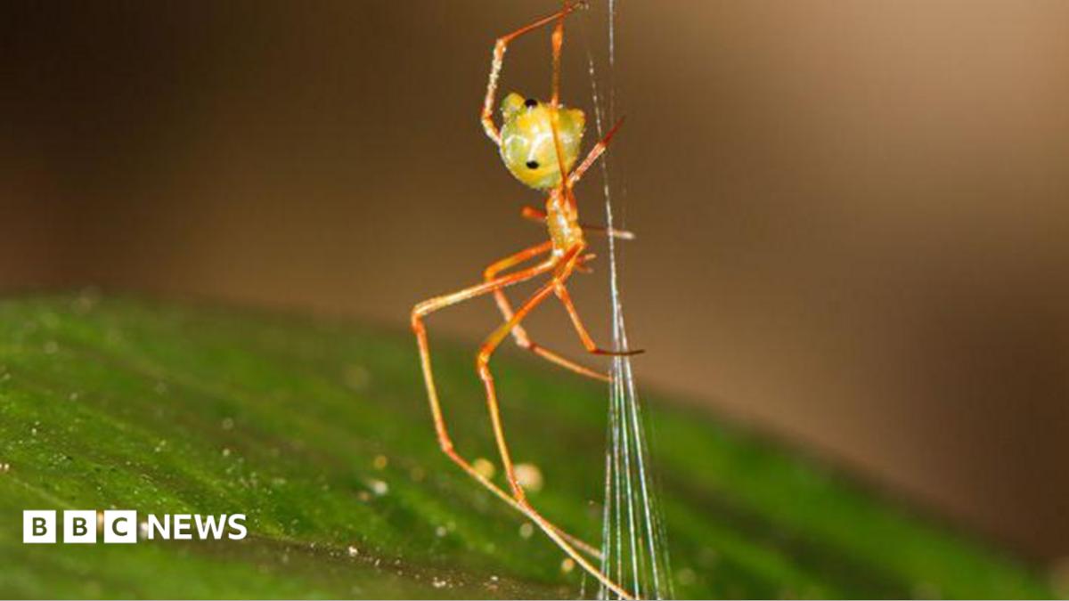 Spider which uses spring trap to capture prey discovered in Australia
