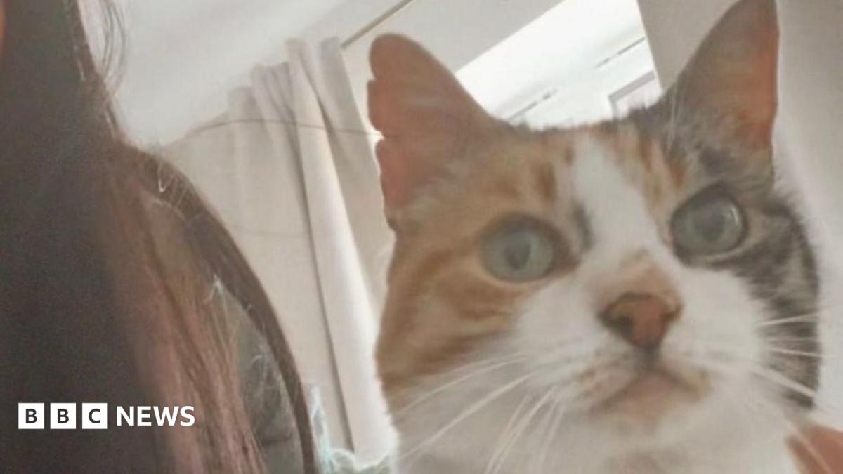 Cat reunited with owner after ten-year disappearance