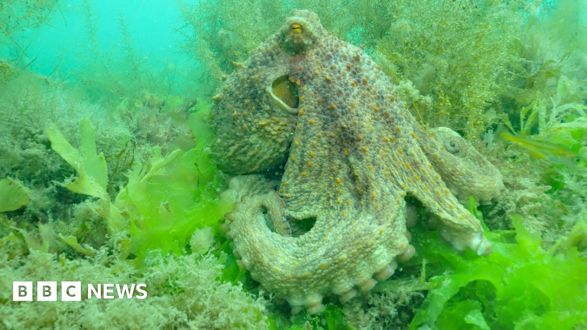 bbc.co.uk - Lisa Young - Largest octopus bloom in 75 years inspires film