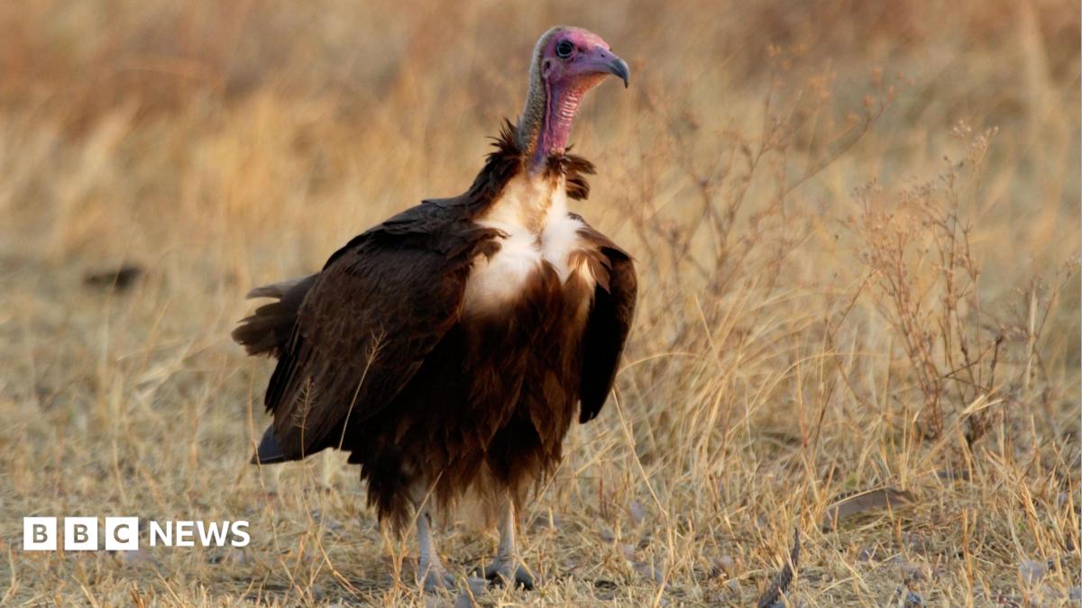 Newtown falconry centre to breed endangered life-saving vultures