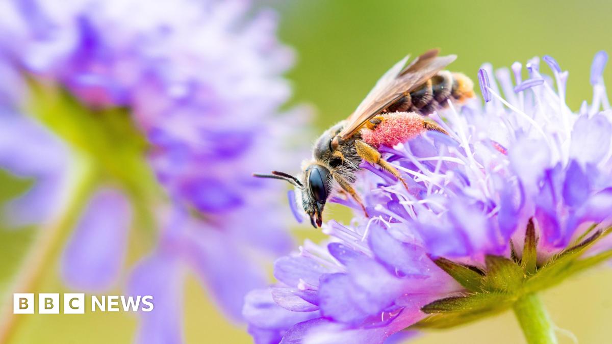 bbc.co.uk - Joshua Askew - AI-powered Surrey conservation project ends