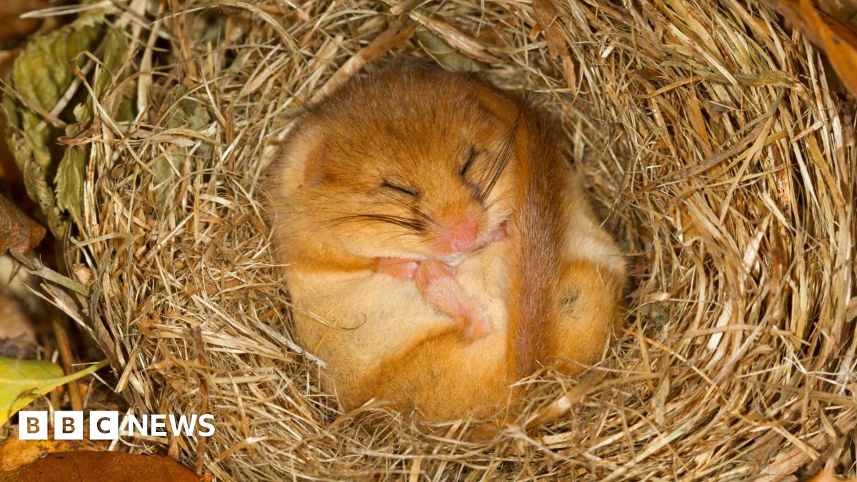 A doormouse is curled up on its back sleeping in hay.