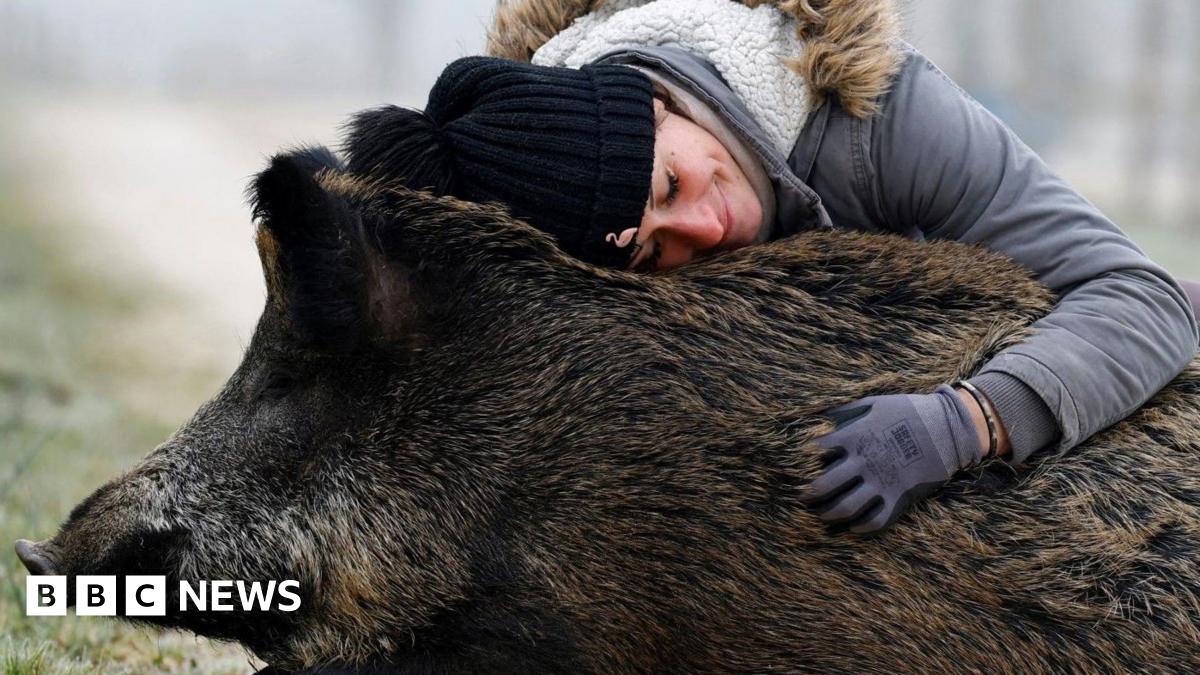 Blackpool, bathing and a boar: Photos of the week