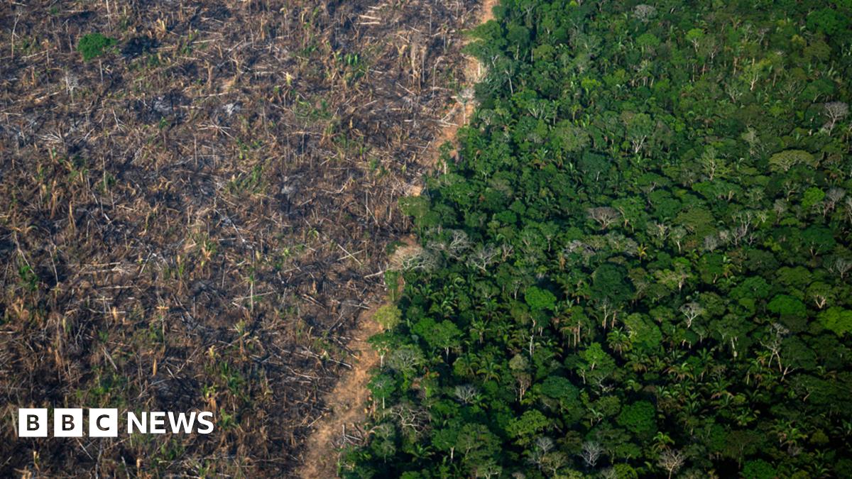 Brazil: Amazon sees worst deforestation levels in 15 years - BBC News
