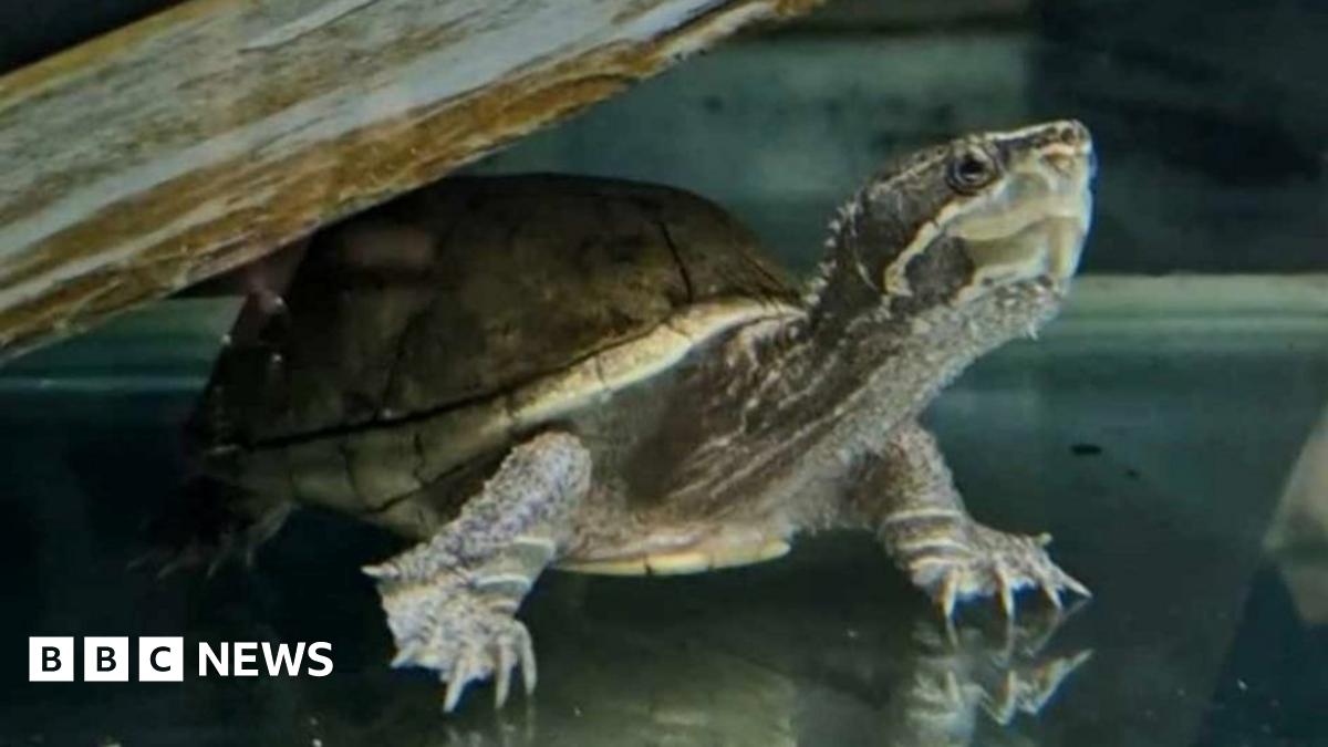 Brighton: Elon the musk turtle rehomed after record 1,579 days