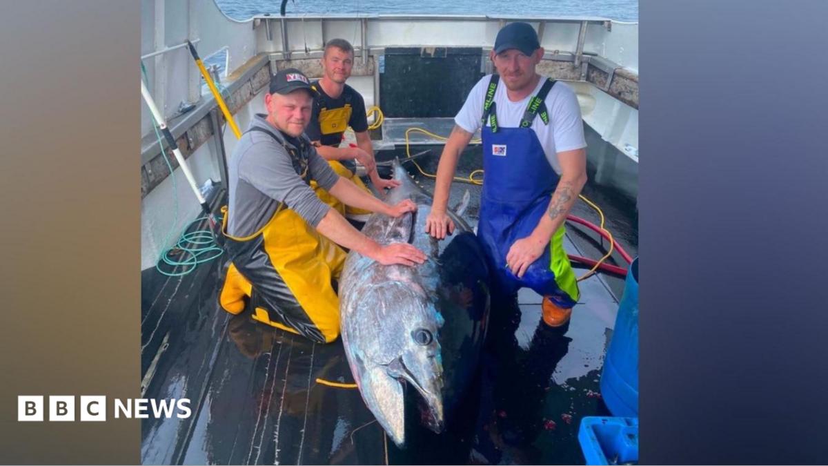 First giant tuna caught off Yorkshire since 1960s