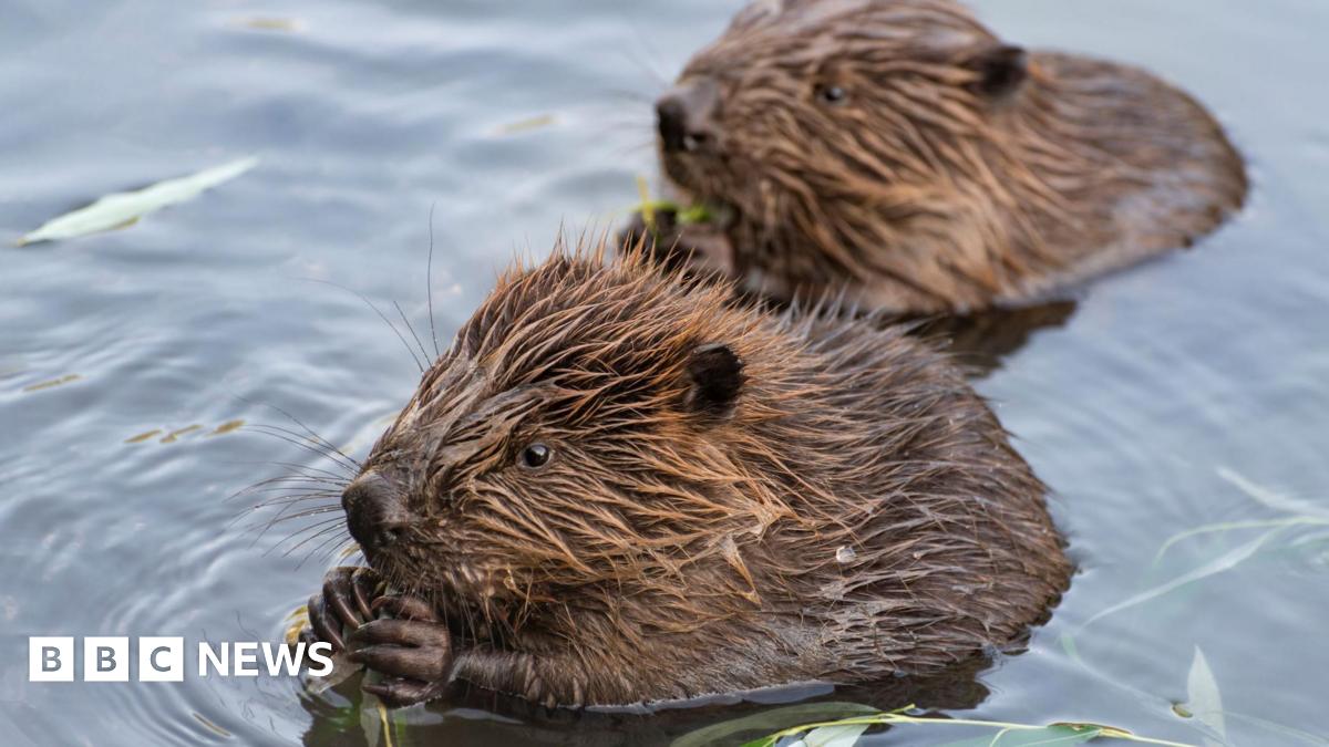 Highland beaver release planned for Glen Affric