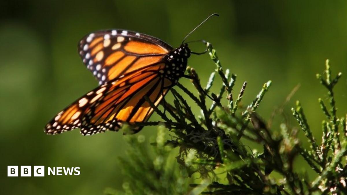 Monarch butterfly in California