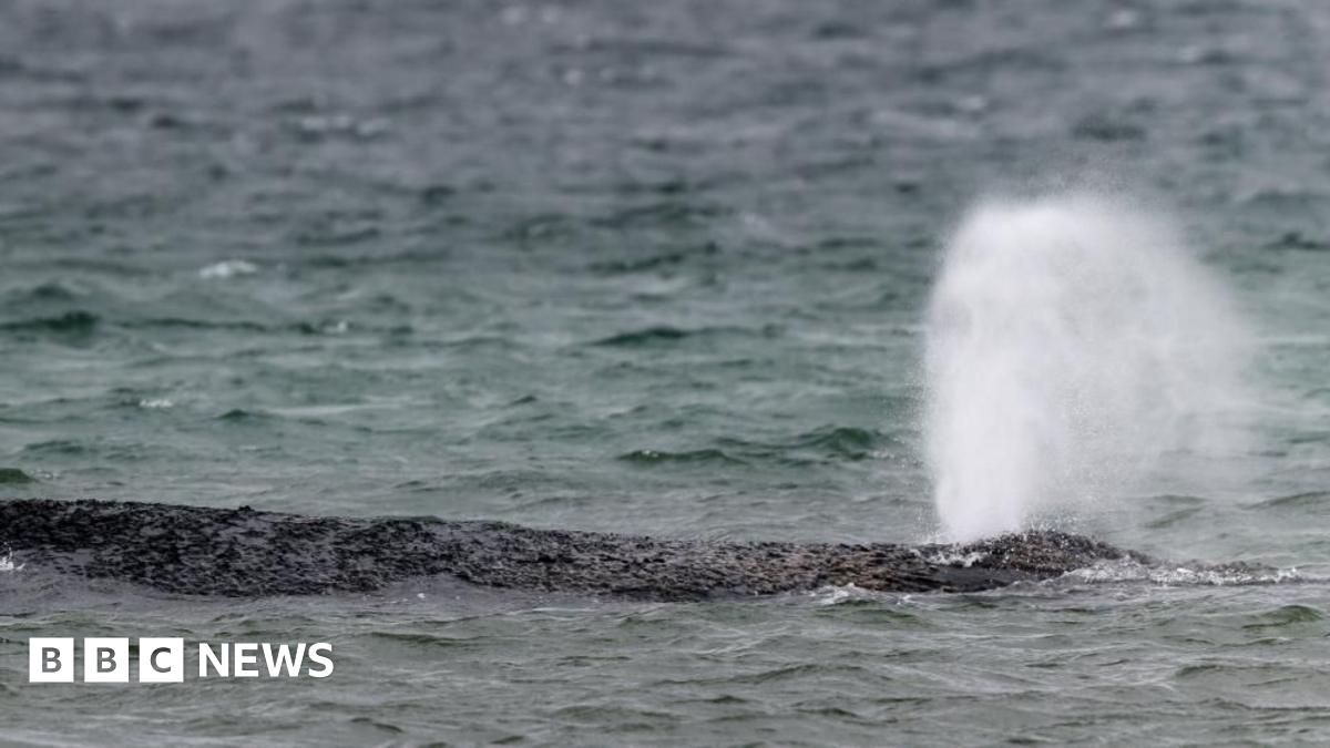 Whale swims off sandbank after big German rescue effort on Baltic coast