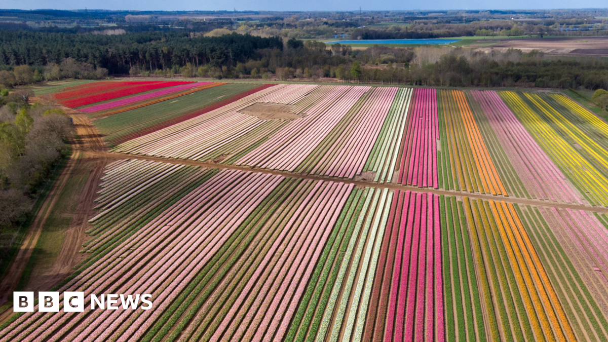 Starring role for Norfolk tulip farm in blockbuster movie Wicked - BBC News