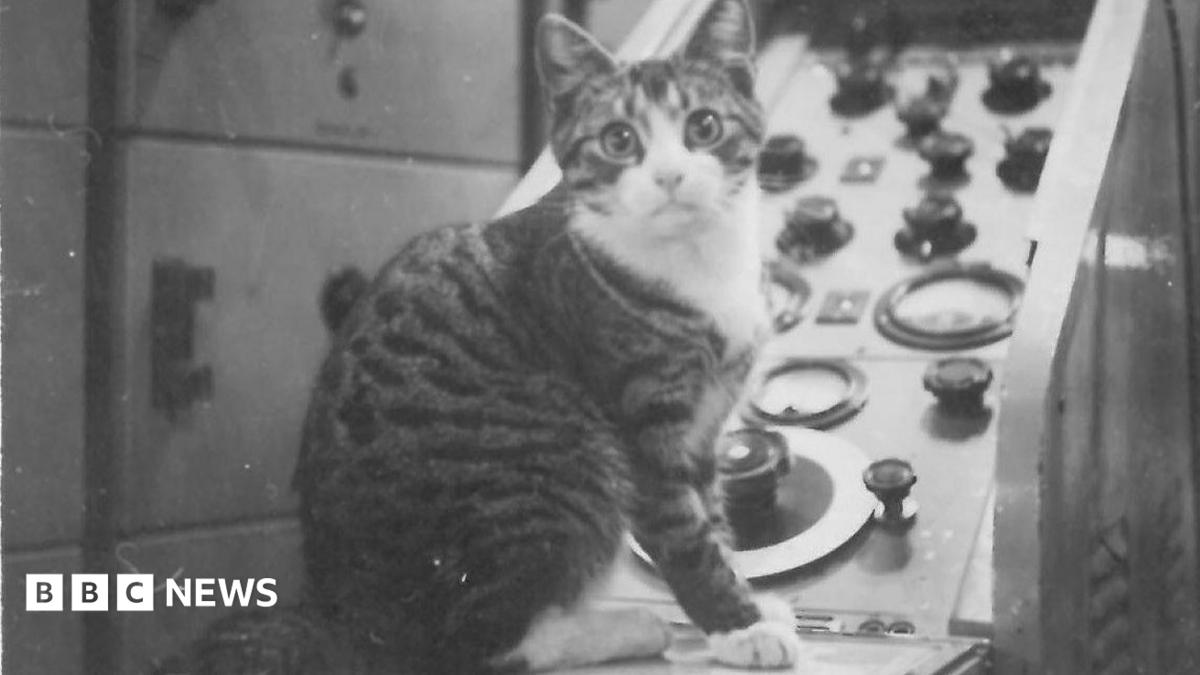bbc.co.uk - Steve Ladner - Tosca the cat spent decade living in tunnels under Dover Castle