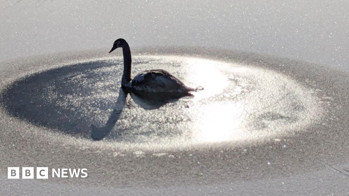 Lancashire: Swan rescued after becoming stuck in frozen canal