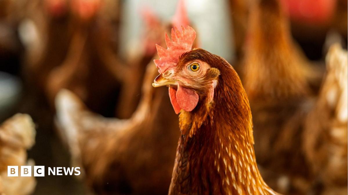 bbc.co.uk - Anttoni James Numminen - Plans for new building to house 20,000 chickens near Filey