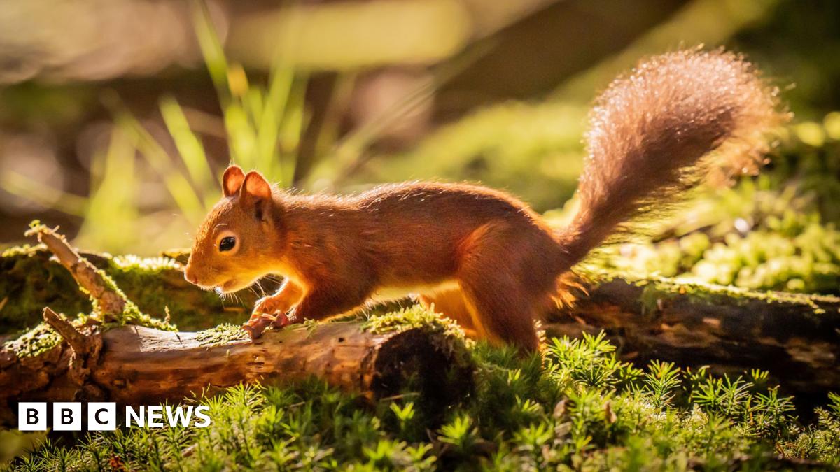 Yorkshire Dales red squirrels 'being killed by cars on rat run'