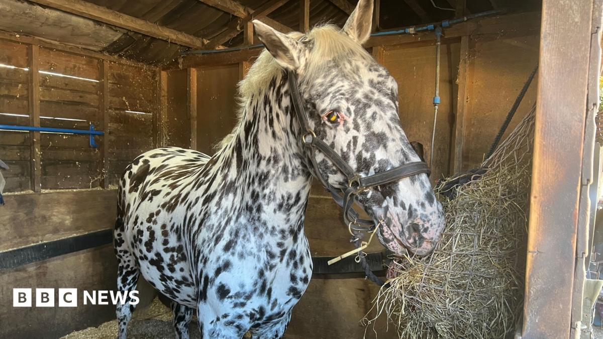 Blind horse to compete against the world’s best