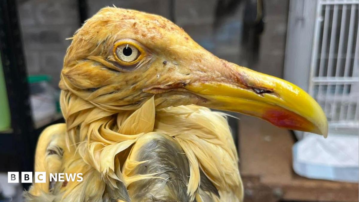 Alarm after herring gulls found covered in oil