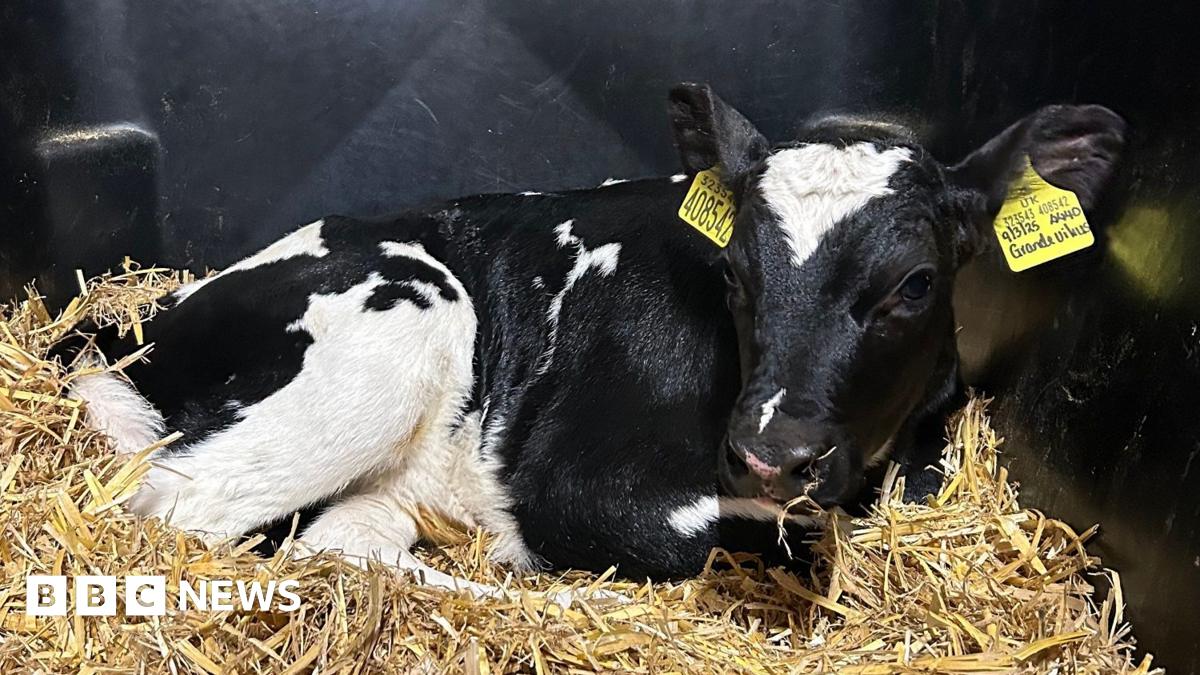 Wiltshire in pictures: AI on the farm and a Crufts winner