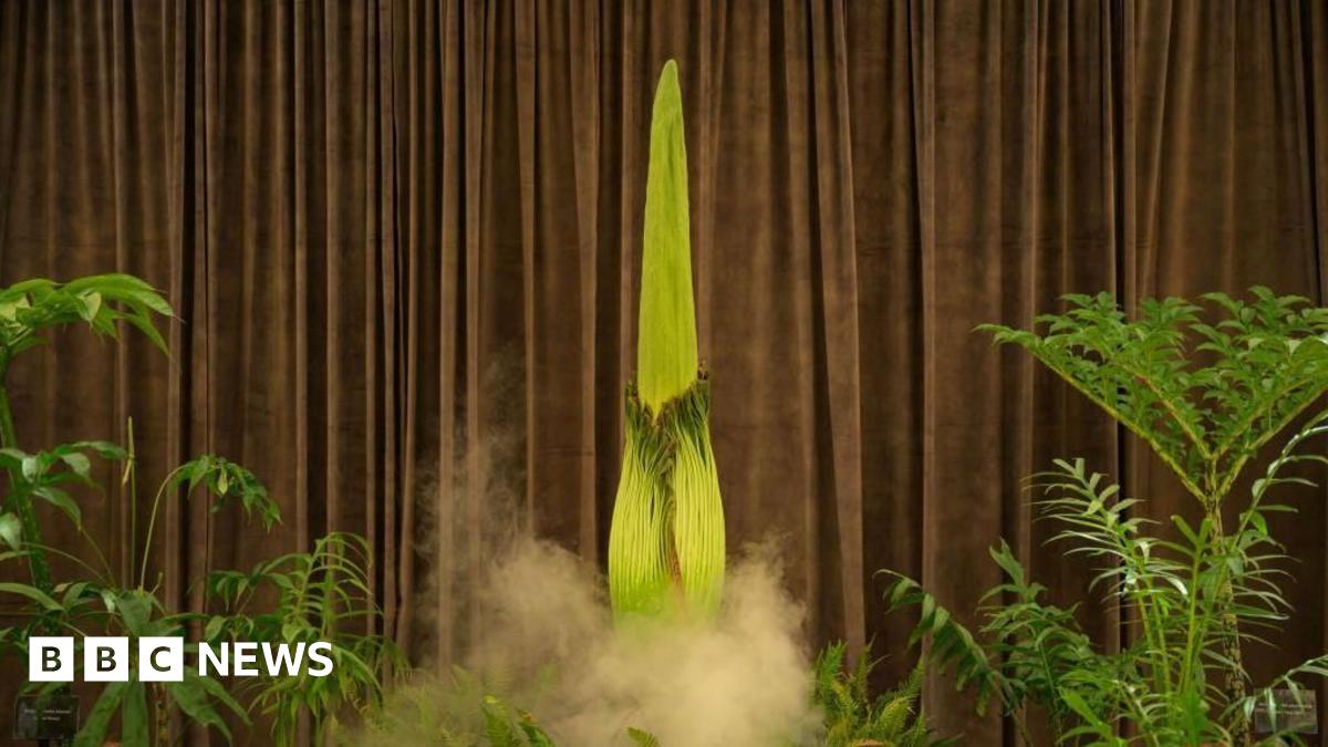 Thousands await stinky plant's rare bloom