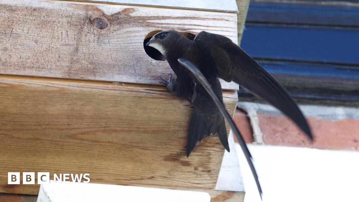 Increase in nest boxes for visiting swifts