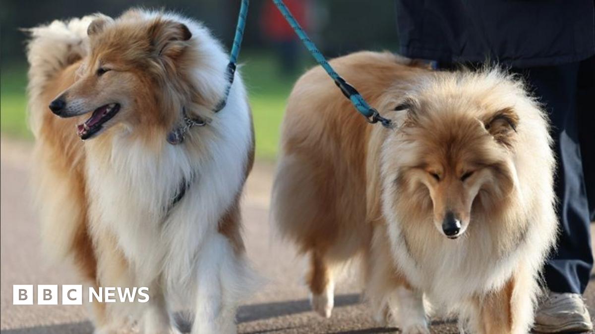 Crufts 2026: Dogs pictured arriving for world famous show