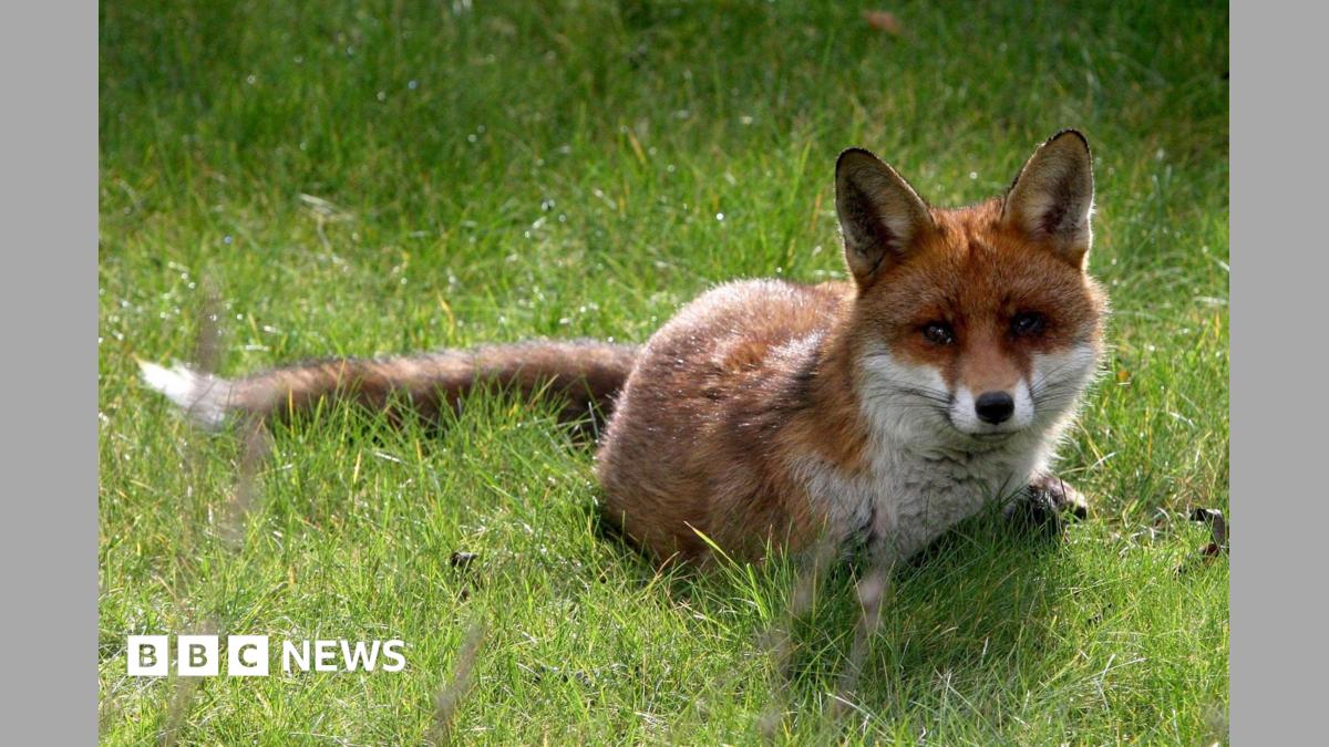 How can you help wildlife during hot weather?