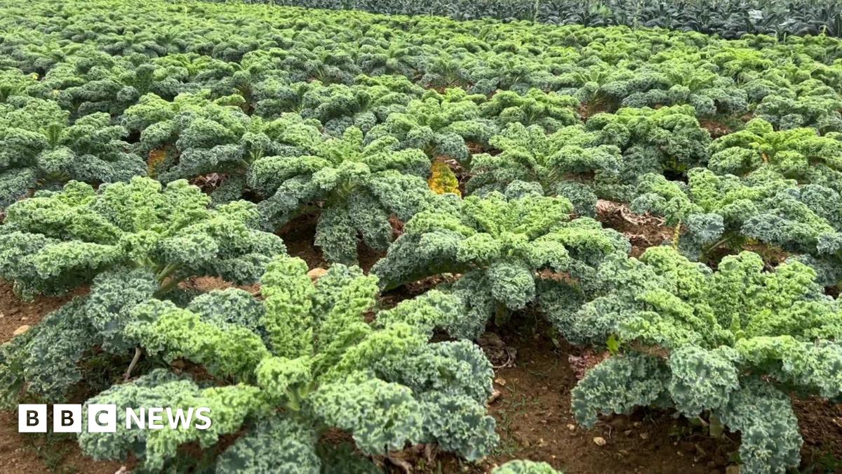 bbc.co.uk - Martin Eastaugh - OxFarmToFork says more market gardens are needed in Oxfordshire