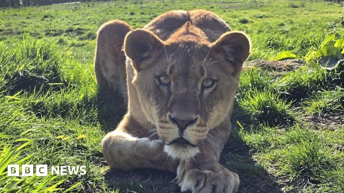 Young lioness dies at Port Lympne safari park in Hythe