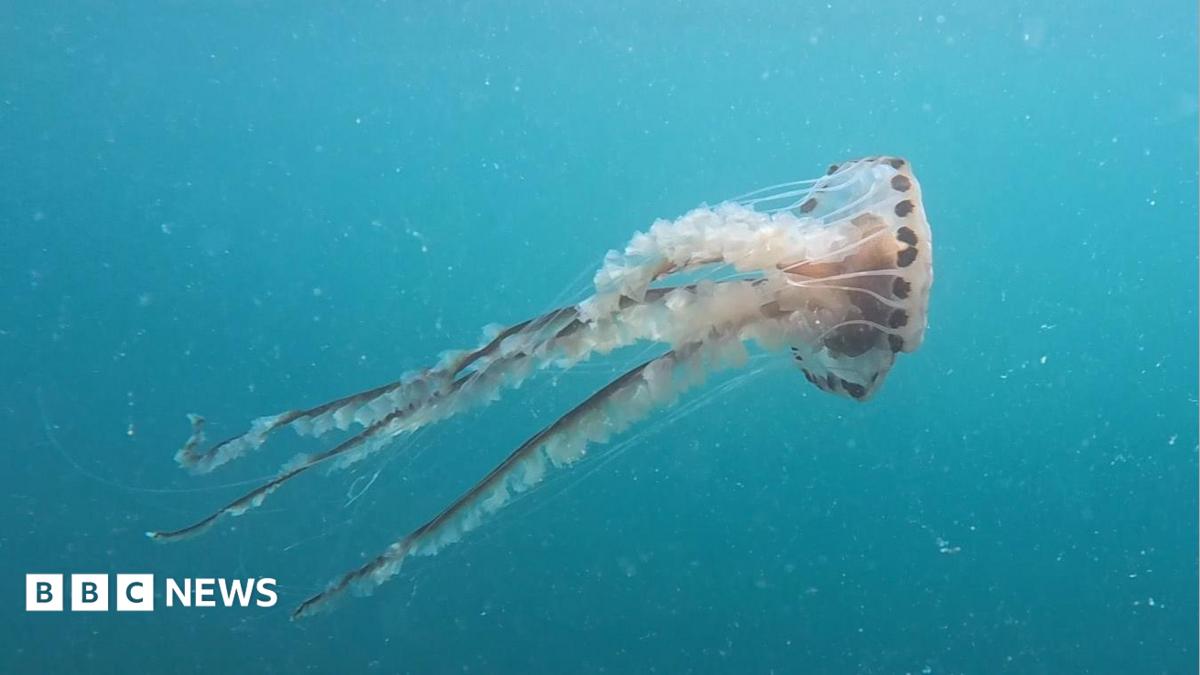 Marine heatwaves lead to Guernsey sealife shift - marine experts