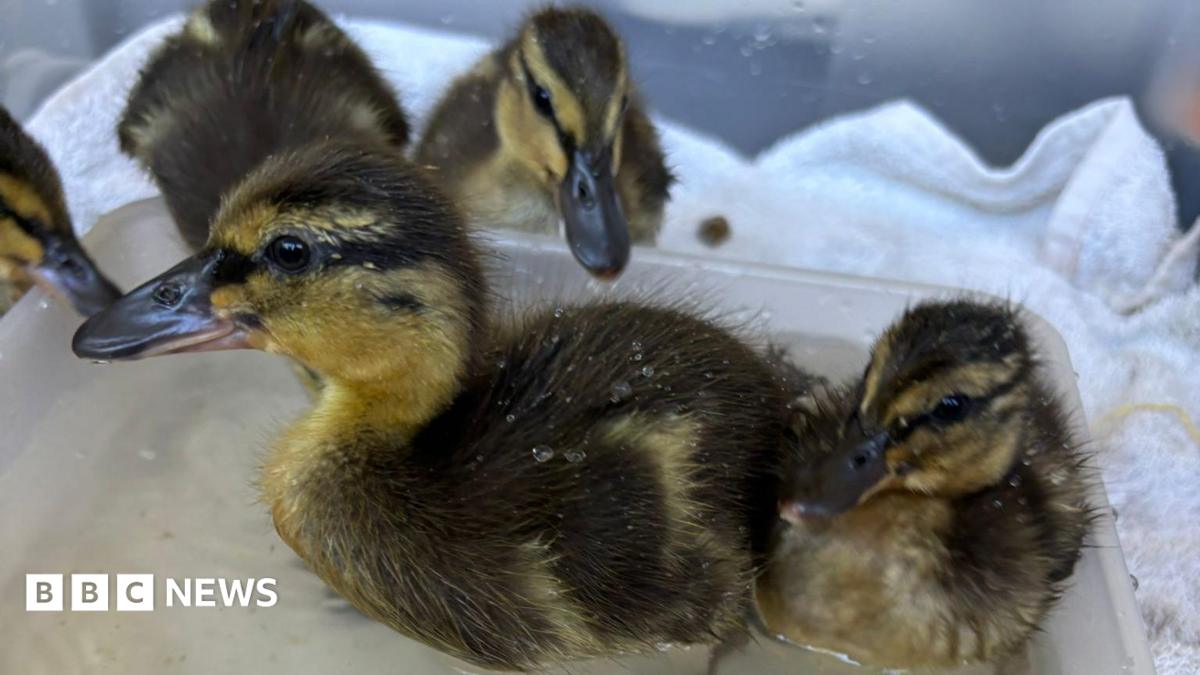 Rescued Totnes sewage work eggs hatch into five ducklings