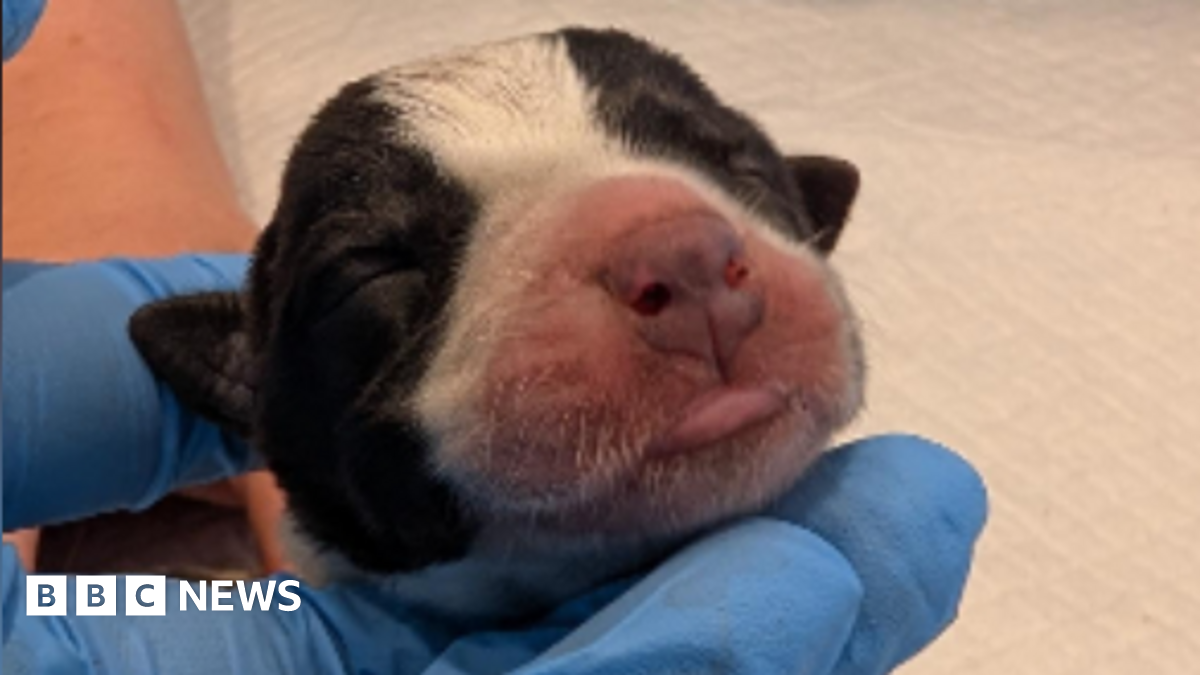 Hours-old puppies abandoned in Somerset park