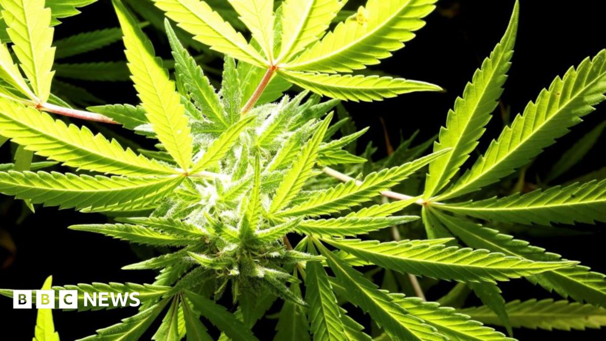 bbc.co.uk - Caitlin Klein - Medical cannabis making policing 'complex' despite fewer offences