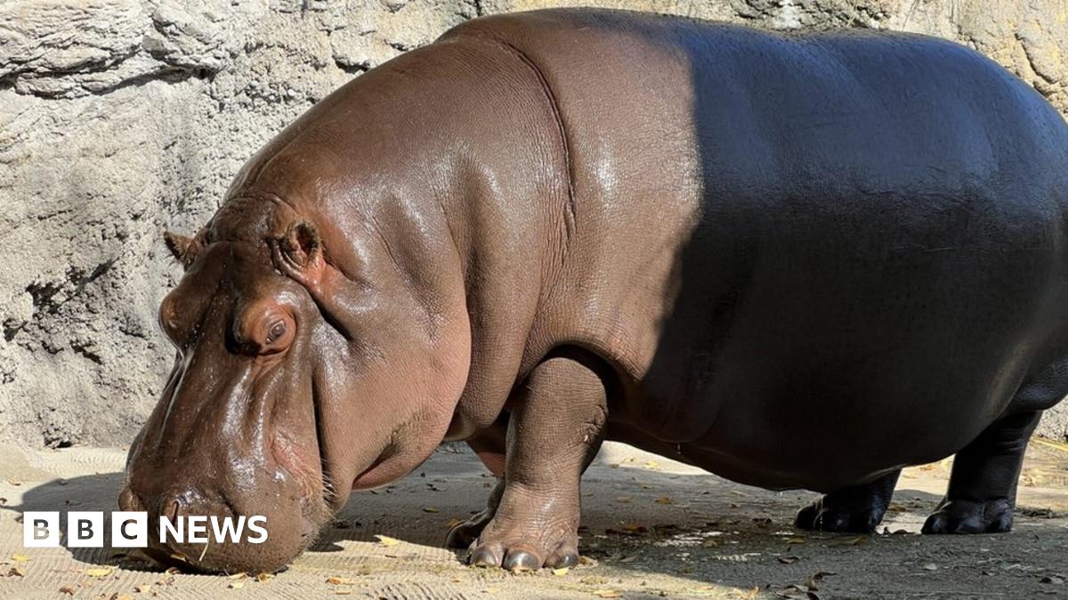Male' hippo in Japan zoo found to be female after 7 years - BBC News