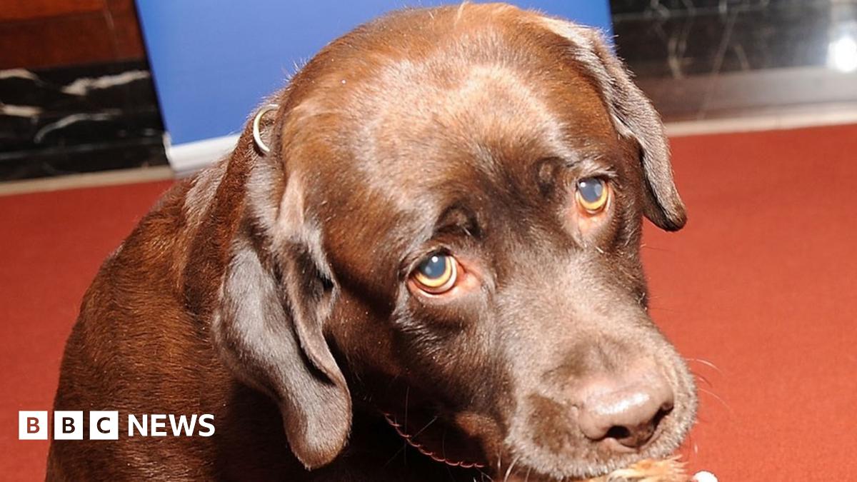 Dog named Trigger shoots owner in the foot