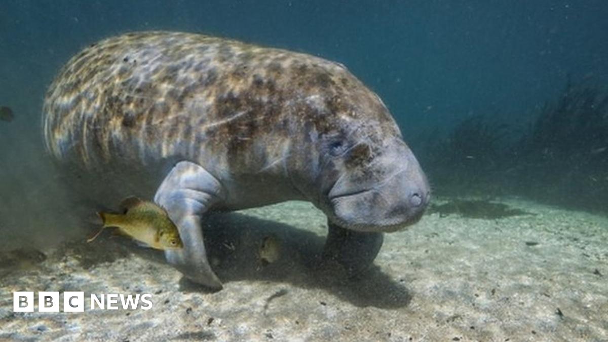 Florida breaks manatee death record in first six months of 2021 BBC News