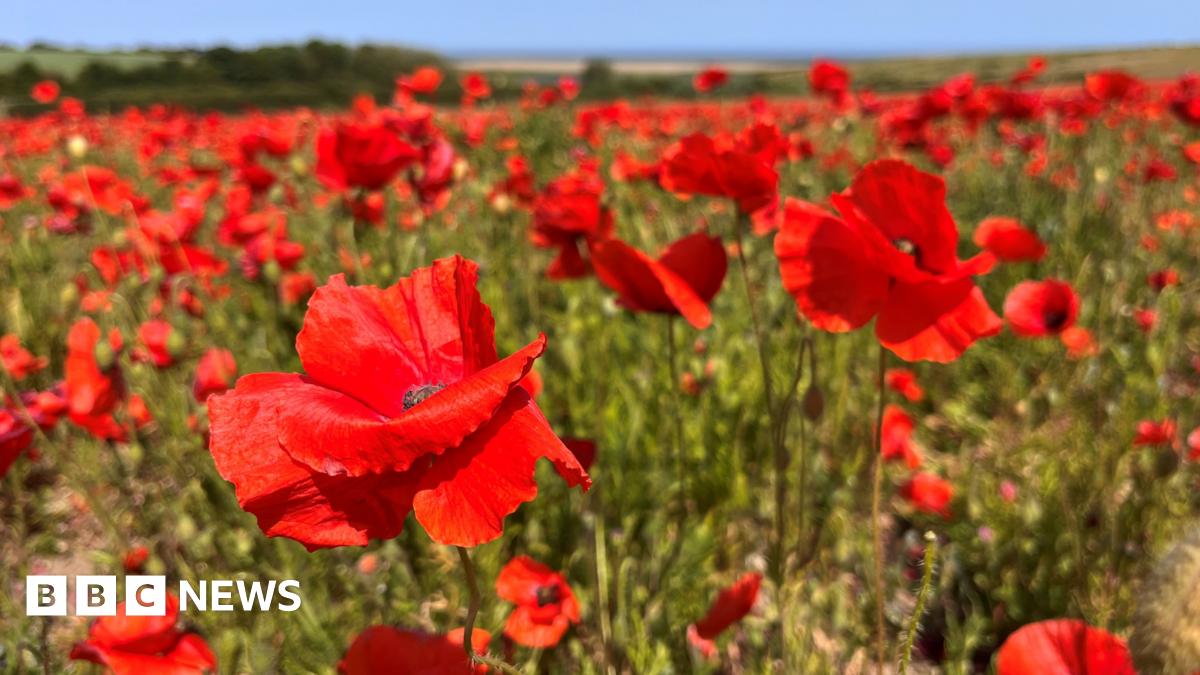 'Respect the flowers' urges poppy field owner at Kelling Estate